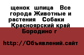 щенок  шпица - Все города Животные и растения » Собаки   . Красноярский край,Бородино г.